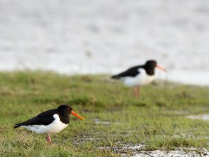 Oystercatchers