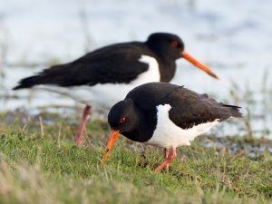 Oystercatchers