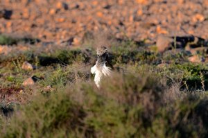 Houbara Bustard