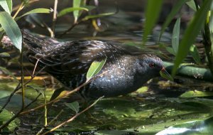 I just spotted a Spotted Crake