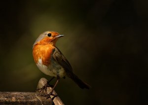 Robin