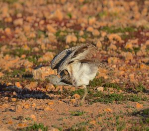 Houbara Bustard