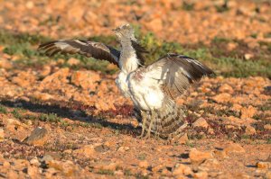 Houbara Bustard