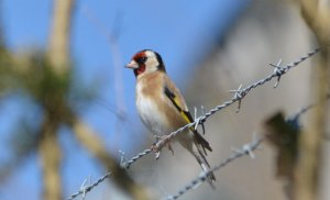 Goldfinch