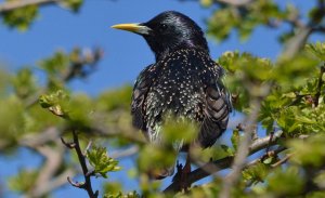 Starling