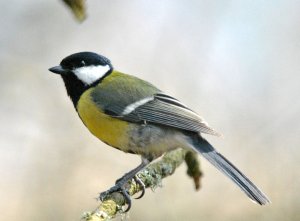 Great Tit