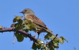 Dunnock