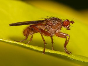 Dung Fly