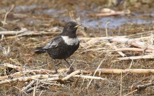 Ring Ouzel