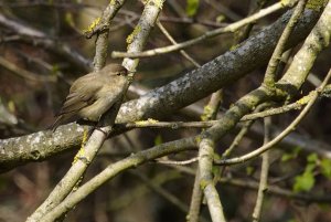 Chiffchaff