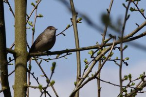 Female Blackcap