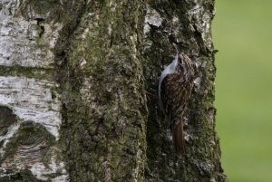 Treecreeper