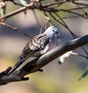 Peaceful Dove