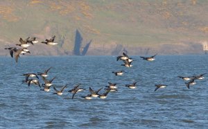 Brent Geese