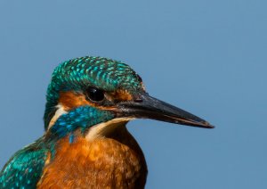 Male kingfisher