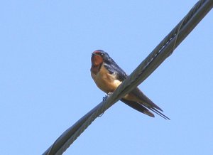 Barn Swallows are back!