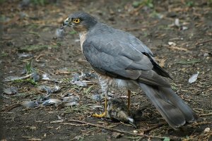 Sparrowhawk with prey (not a Mouse)