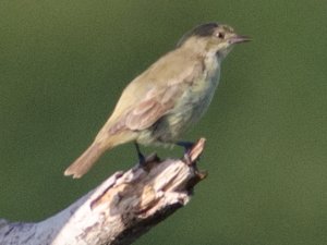 Female Yellow-bellied Dacnis (Dacnis flaviventer)