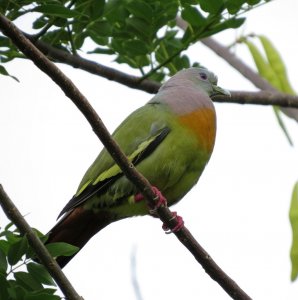 Pink Necked Green Pigeon