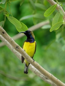 Olive Backed Sunbird (Male)