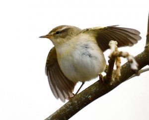 Willow Warbler