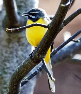 Grey Wagtail