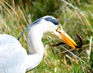 Grey Heron