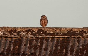 Little Owl