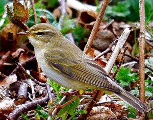 Willow Warbler