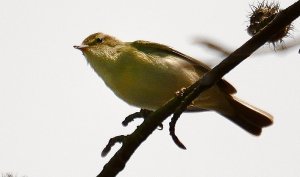 Willow Warbler above