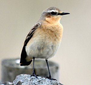 Wheatear