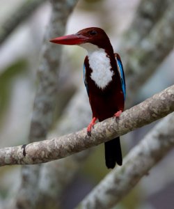 White Throated Kingfisher