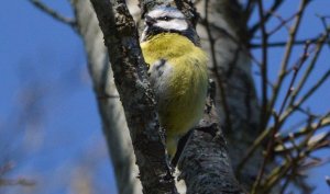 Blue tit