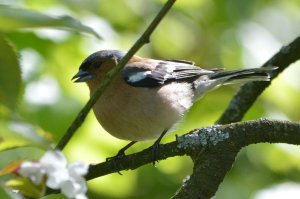 Chaffinch