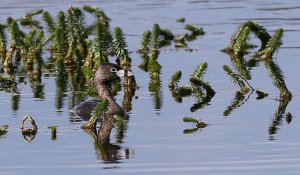 Pied-billed Grebe