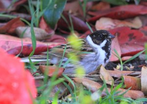 Reed Bunting