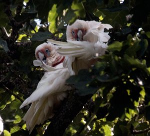 Long Billed Corellas