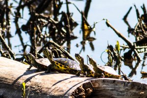 Red-eared Slider - Must be Watching a Football Game