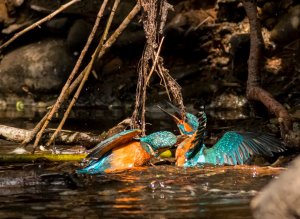 Two male kingfishers fighting over territory