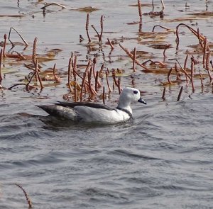 Cotton pygmy-goose