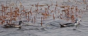 Cotton pygmy-goose Pair