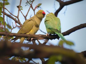 Ring-necked Parakeets - Courtship or juvenile feeding