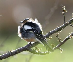 A male Chaffinch