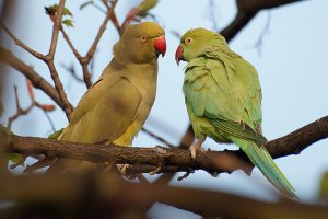 Ring-necked Parakeets - Mother and Juvenile