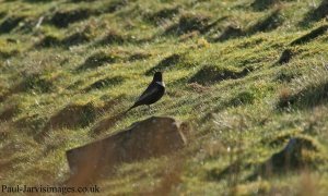 Ringouzel