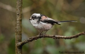 Longtail Wet Tit