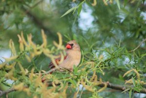 Cardinal in spring