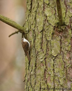 Treecreeper