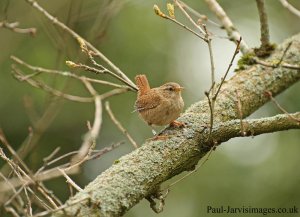 Spring Wren