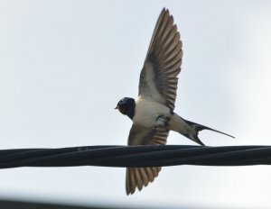 Swallow